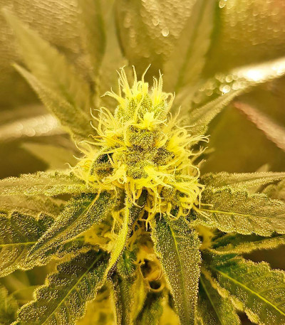 Семена сорта White Widow fem (Vision Seeds)