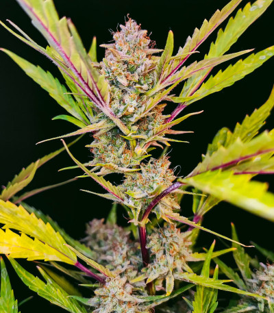 Семена сорта Apricot Auto fem (FastBuds)