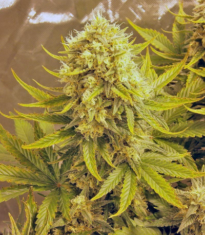 Семена сорта Killer Kush Auto fem (Sweet Seeds)