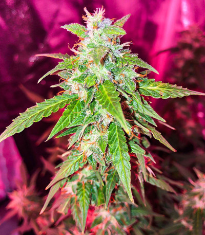 Семена сорта Quarter Pounder Autoflower fem (Easy Grow Seeds)