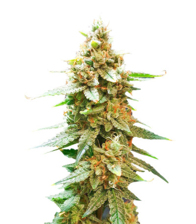 Семена сорта Bruce Banner Auto fem (Семяныч)