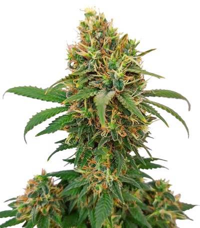 Семена сорта I'm Alive fem (AlphaFem Seeds)