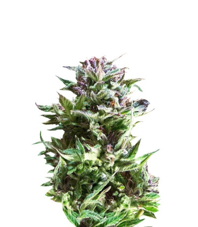 Семена Forest Dream шишки