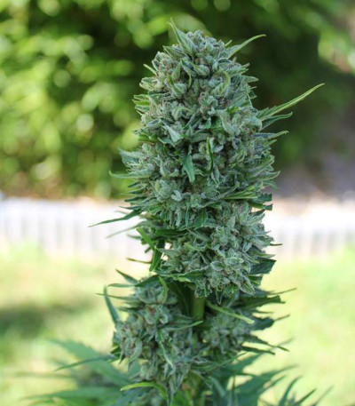 Семена сорта AK-49 Auto Fem (Vision Seeds)