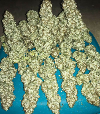 Семена сорта Blueberry OG fem (AlphaFem Seeds)