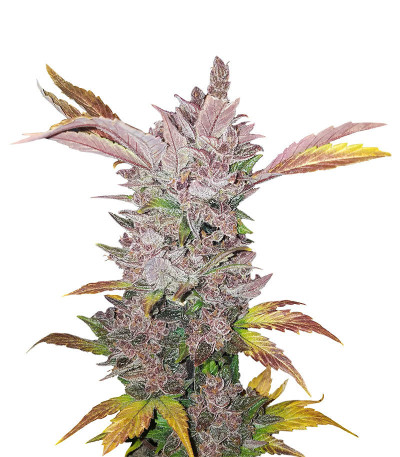 Микс семян конопли High THC Auto Mix fem (Семяныч)