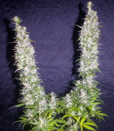 Семена сорта Monster fem (Eva Seeds)