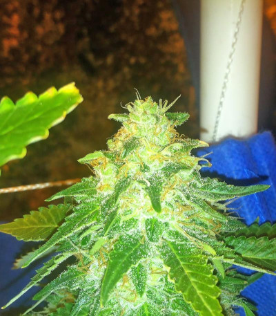 Семена сорта Russian Snow fem (Vision Seeds)
