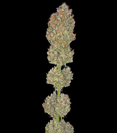 Семена сорта Serious Kush fem (Serious Seeds)