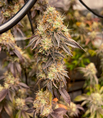 Семена сорта Strawberry OG Cookies R1 fem (Ethos Genetics)