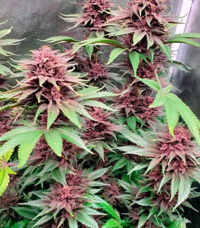 Семена сорта Tropicanna Poison F1 Fast Version (Sweet Seeds)