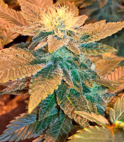 Семена сорта White Widow fem (Dinafem Seeds)