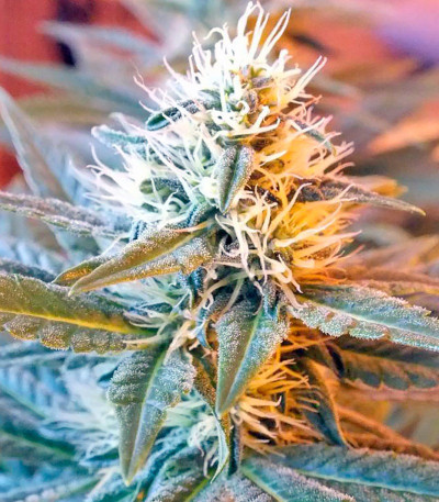 Семена сорта Ladyburn 1974 fem