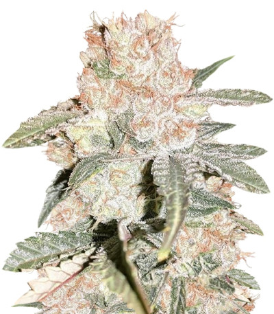 Семена сорта Yummy fem (Resin Seeds)