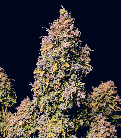 Семена сорта Strawberry Gorilla Auto fem (FastBuds)