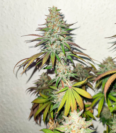 Семена сорта Afghan Kush fem (Семяныч)