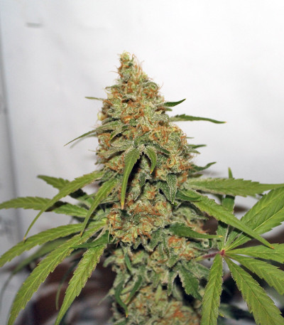 Сорт марихуаны CBD Kush 