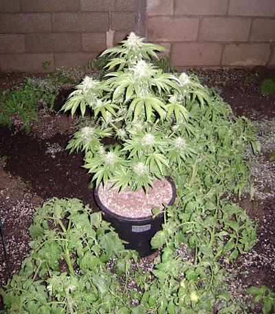 Семена сорта Cataract Kush reg