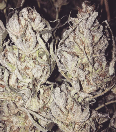 Семена сорта Dieseltonic fem (Resin Seeds)