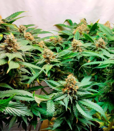 Семена сорта Glue Sherbert fem (AlphaFem Seeds)