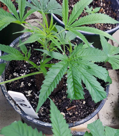 Семена сорта Goldmine fem (Heavyweight Seeds)