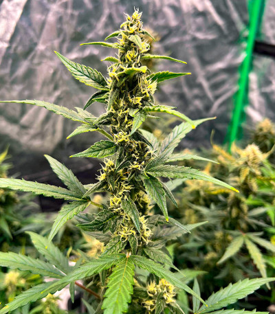 Семена сорта Gorilla Cookies Fast fem (High Speed ​​Buds)