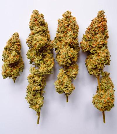 Семена сорт OG Kush Fast Version fem (Семяныч)