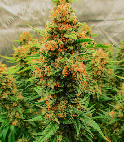 Семена сорта Sour Jealousy Auto fem (FastBuds)