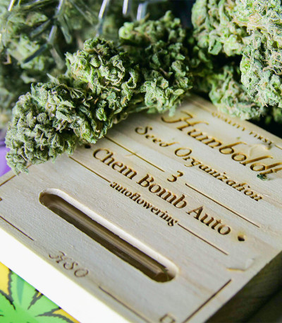 Семена сорта Chem Bomb Auto fem (Humboldt Seed Organization)