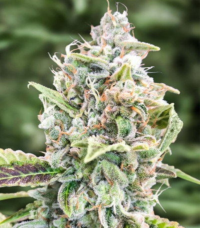 Семена сорта Grateful Dead Auto fem (High Speed ​​Buds)