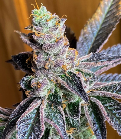 Семена сорта Animorph Mints fem (Compound Genetics)