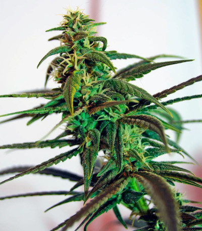 Семена сорта Bad Azz Kush fem