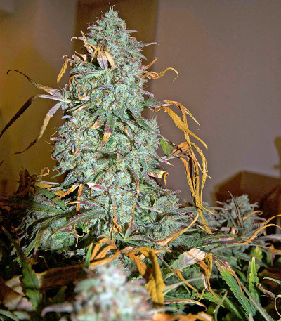 Семена сорта Critical Jack Autoflowering fem (Dinafem Seeds)