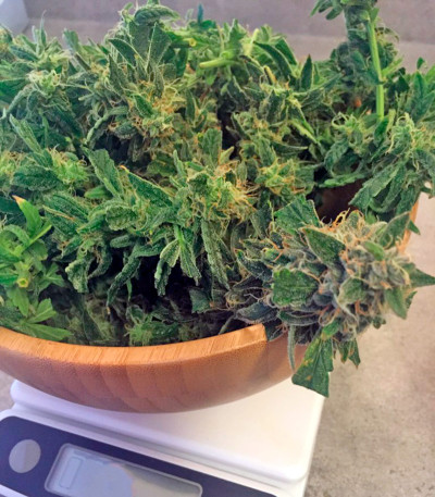 Семена сорта Lemon OG Haze Automatic fem (Nirvana Seeds)