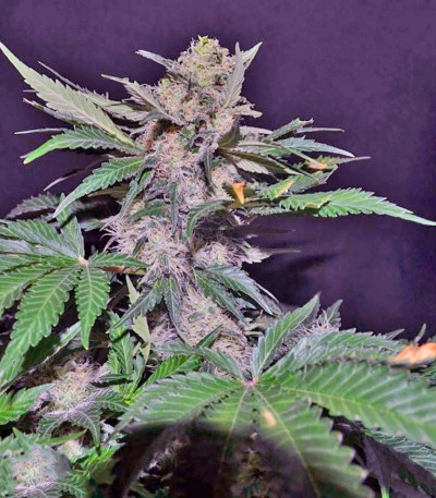 Семена сорта Mohan Ram fem (Sweet Seeds)