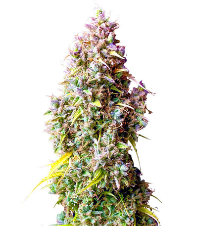 Семена сорта Strawberry Gorilla Auto fem (FastBuds)