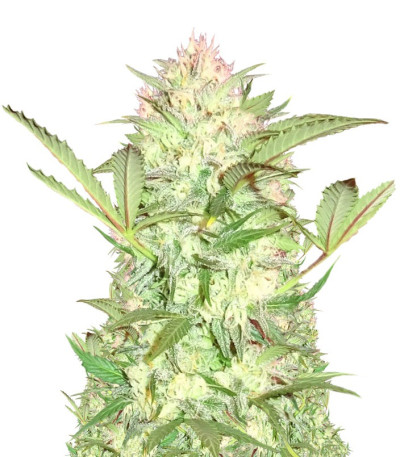 Семена сорта Goji Haze fem (Sumo Seeds)