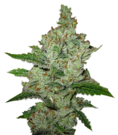 Семена сорта Super Lemon Haze fem (Green House Seeds)