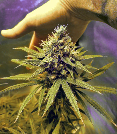 Семена сорта Astral fem (Семяныч)