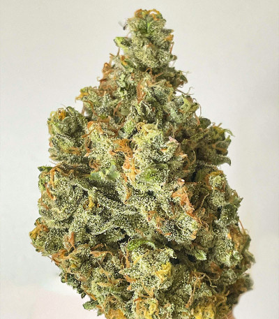 Семена сорта Auto Chocodope fem (Victory Seeds)