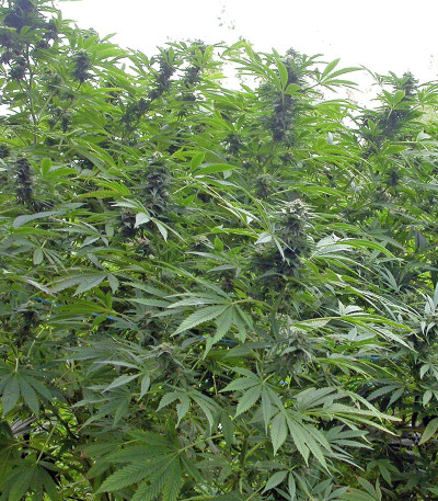 Семена сорта Biddy Early reg (Serious Seeds)