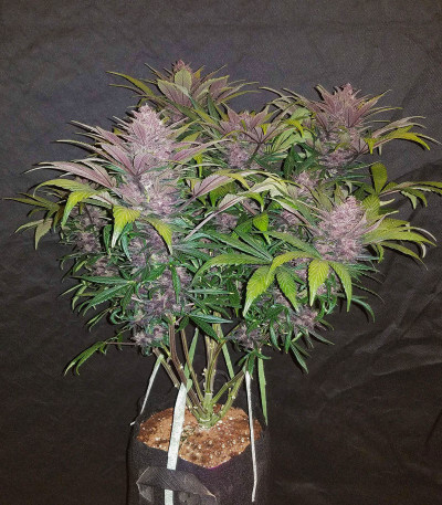 Семена сорта Blackberry auto fem (FastBuds)