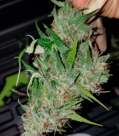 Семена сорта Delicious Candy Auto fem (Delicious Seeds)