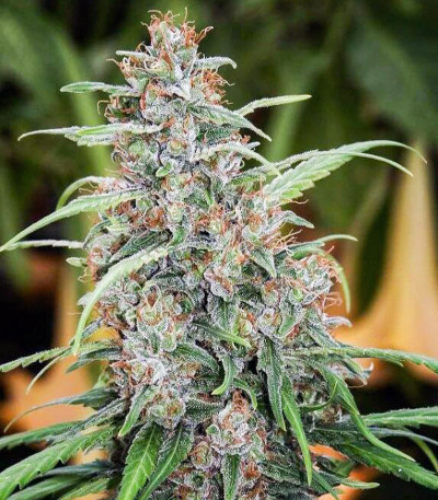 Семена сорта Fast N' Glorious reg