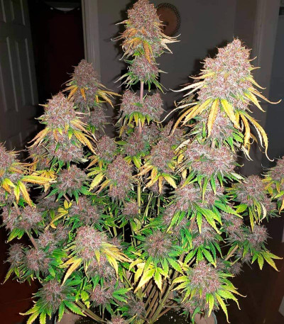 Семена сорта Purple Juice Auto fem (Herbies Seeds)