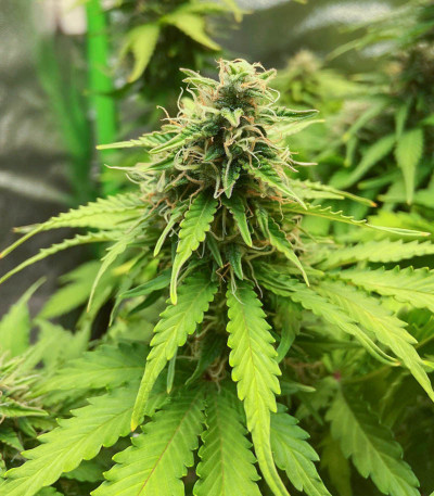 Семена сорта Gorilla Auto fem (Семяныч)