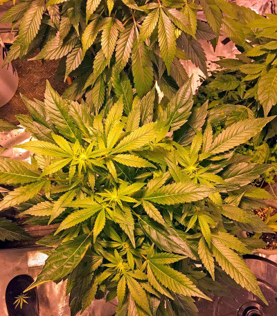 Сорт конопли Critical Kush