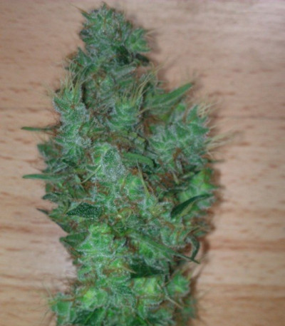 Семена сорта Honey Cream fem (Fast Flowering)