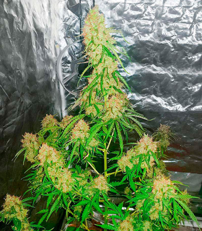 Семена сорта Mazar X fem (Семяныч)