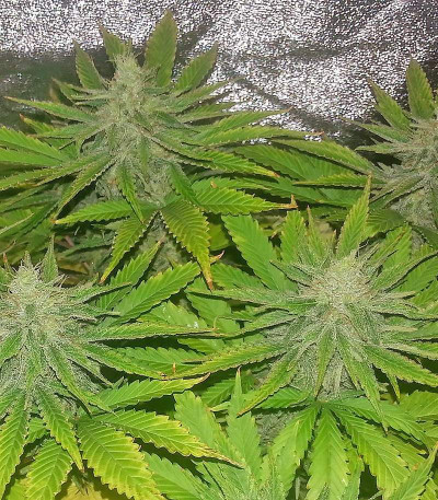 Семена сорта Medical 49 CBD+ fem (Vision Seeds)